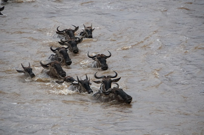 Wildebeest, Tanzania 2016 - Mara River